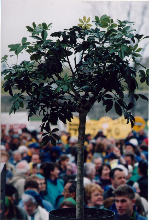 13 mai